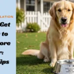 How-to-Get-My-Dog-to-Drink-More-Water-10-Vet-Tips-scaled.webp